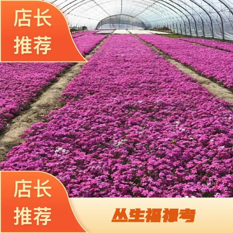 芝樱，丛生福禄考，质量保证.基地直销欢迎采购