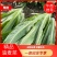 （产地直供)精品保证精品油麦菜叶面精品保质保量