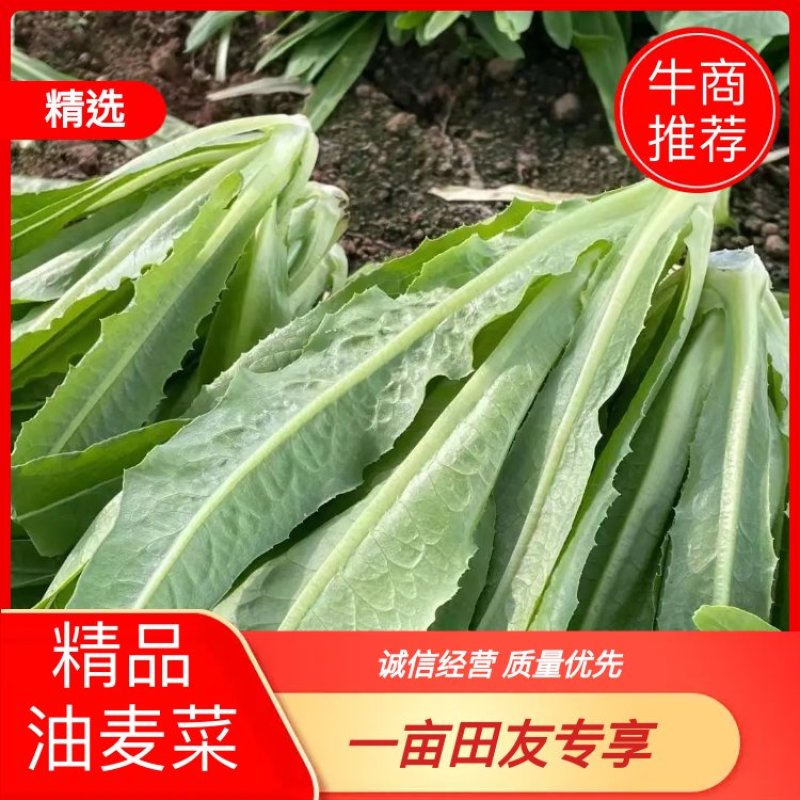 （产地直供)精品保证精品油麦菜叶面精品保质保量