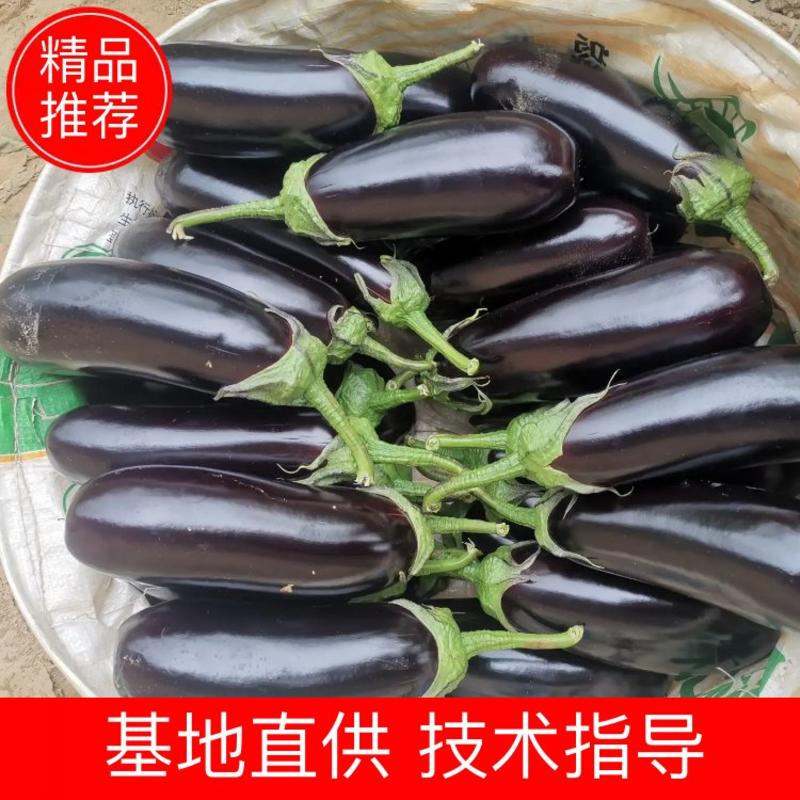 寿光【全奕蔬菜合作社】精品765长茄，烧烤茄。质量保证