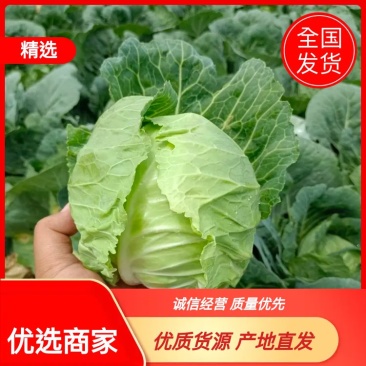 【甘蓝】湖北精品旺旺甘蓝大量有货，产地直发，质量保证