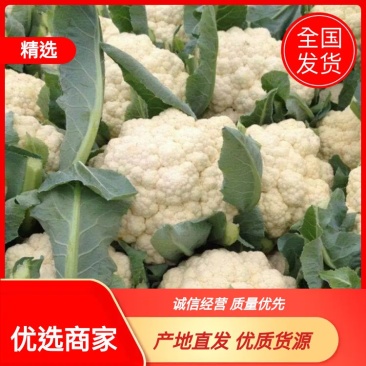 【松花菜】湖北精品松花菜产地直供一手货源欢迎采购