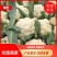 【松花菜】湖北精品松花菜产地直供一手货源欢迎采购