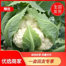 【优】白花菜花紧花乳白产地直发质量保证欢迎采购