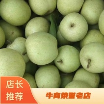 台农2号梨(蜜雪梨、夏蜜梨)，产地直发，价格美丽