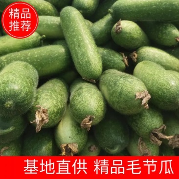【推荐】广西冬瓜毛节瓜产地直发全国发货欢迎来电咨询