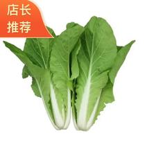 精品快菜产地直发一手货源江苏通州快菜品质保证
