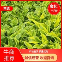 金边玉簪，小金边！无中间商，自产自销，欢迎实体考察