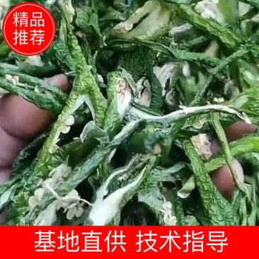 精选干绿辣椒皮青辣椒片青辣椒条绿辣椒条青椒丝厚皮