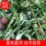 精选干绿辣椒皮青辣椒片青辣椒条绿辣椒条青椒丝厚皮
