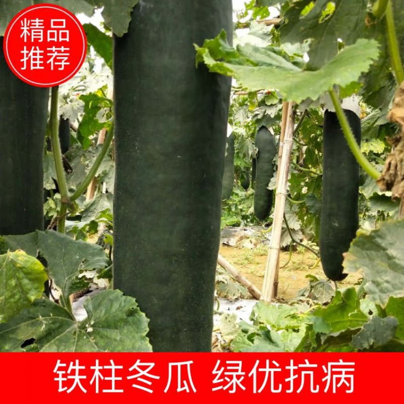 河北保定清苑冬瓜上市中，黑皮吊瓜，趴地瓜，绿优抗病，等等