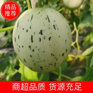 🌟万亩甜瓜园梦露流星甜瓜糖度高燕店大市场实力供应批发