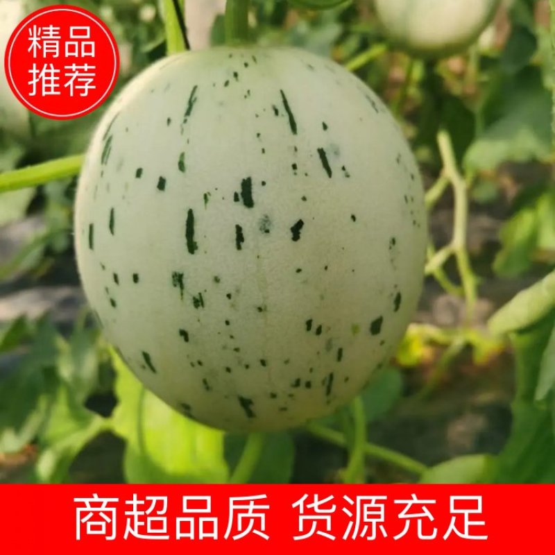 🌟万亩甜瓜园梦露流星甜瓜糖度高燕店大市场实力供应批发
