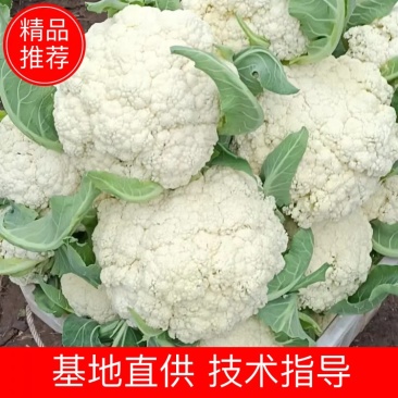【精】四川资阳精品有机花菜大量上市价格低欢迎商家采购