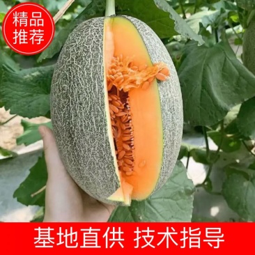 精品海南哈密瓜大量上市产地直销质量上乘全国发货