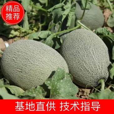 海南【精选】哈密瓜皮薄肉厚质好价优大量现货代发全国