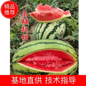 新疆金城5号，大红嚷小薄皮十斤起步，全国整车代发货量足