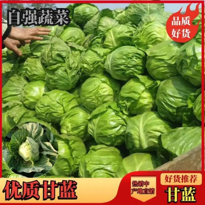 中甘甘蓝河南甘蓝大量上市产地直销欢迎各地客商来电洽谈