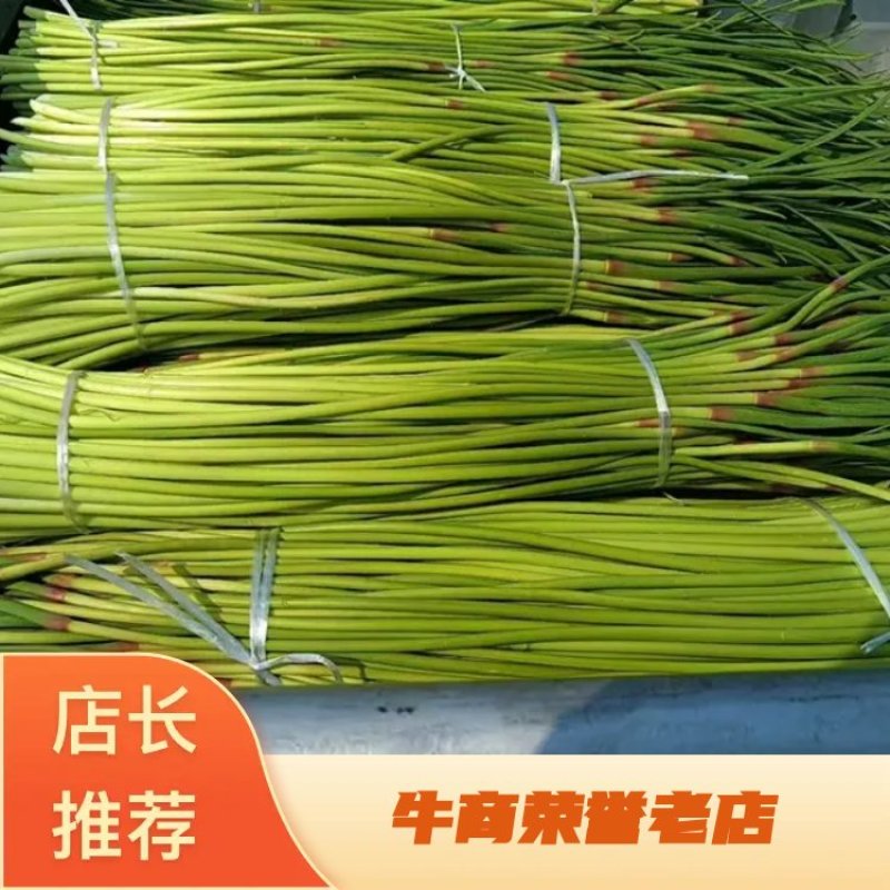 干苔、不泡水，净杆60-70公分，红帽、白帽蒜薹大量上市