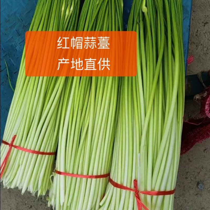 干苔、不泡水，净杆60-70公分，红帽、白帽蒜薹大量上市