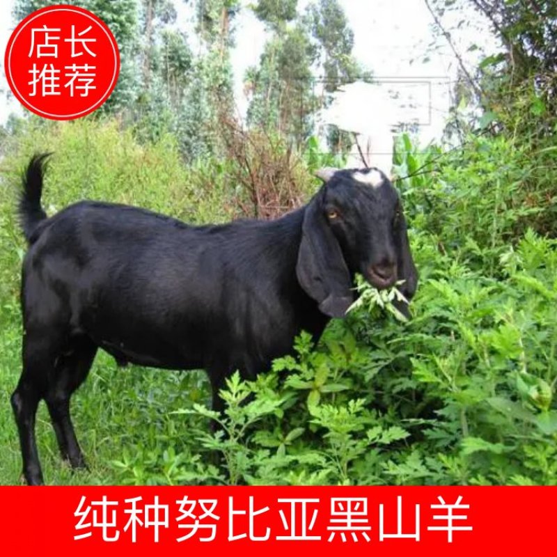 纯种努比亚黑山羊，厂家直销黑山羊一手货源，物美价廉，量大从优