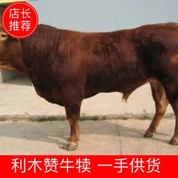 利木赞牛犊基地直销常年有货抵抗力强免费运输出肉率高