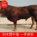 利木赞牛犊基地直销常年有货抵抗力强免费运输出肉率高