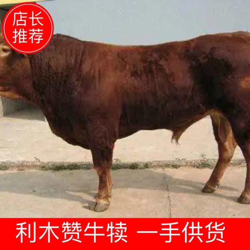 利木赞牛犊基地直销常年有货抵抗力强免费运输出肉率高
