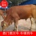 牛犊体型好长势快品种纯包成活包回收免送货