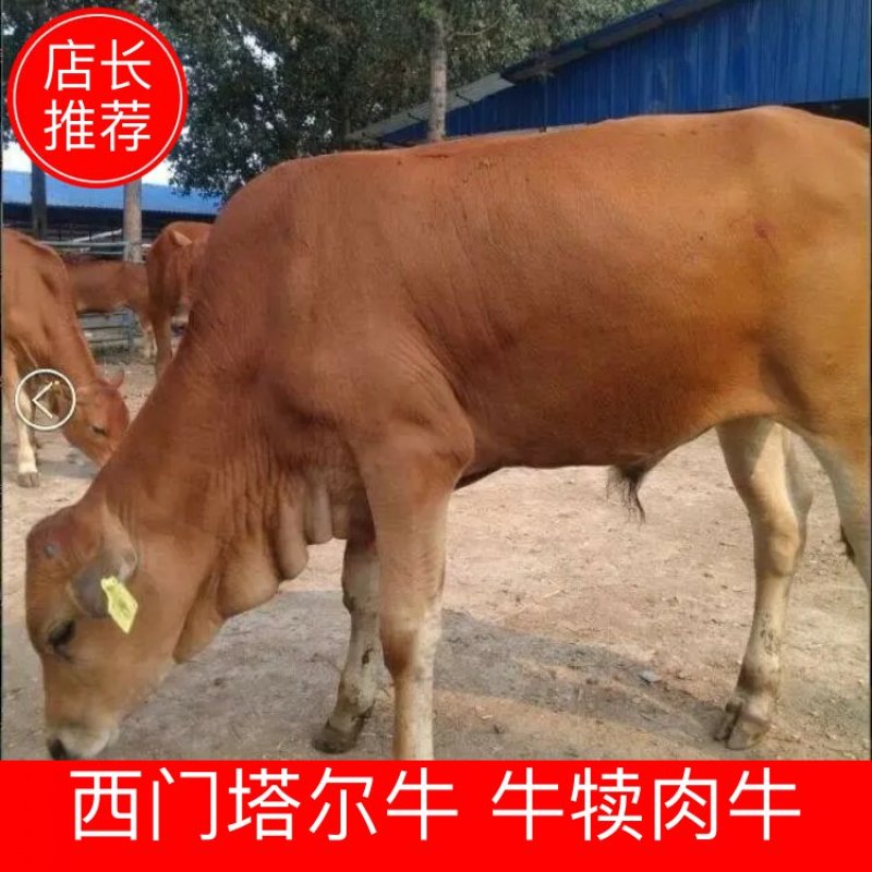 牛犊体型好长势快品种纯包成活包回收免送货