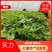 农科院，商薯19红薯苗美国9408红薯苗，高淀粉红薯苗