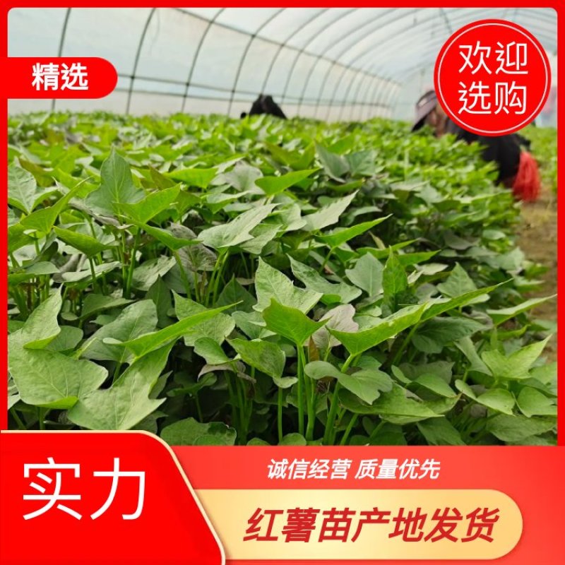 农科院，商薯19红薯苗美国9408红薯苗，高淀粉红薯苗