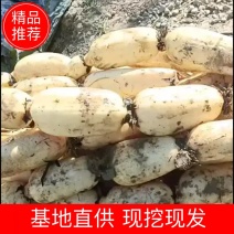 【基地直供】现要现挖水洗莲藕，价格低大量有货，欢迎选购