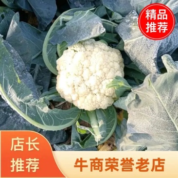 精品河南有机花，产地一手货源，品质保证，欢迎采购