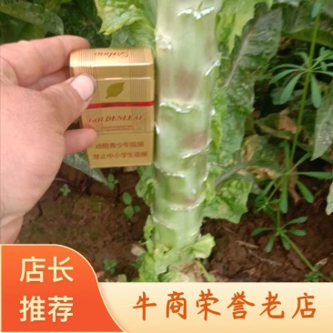 【精品】红尖叶莴笋基地直发保质保量价格便宜欢迎来电