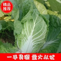 河南南阳黄心白菜，产地直发，量大从优，可视频看货
