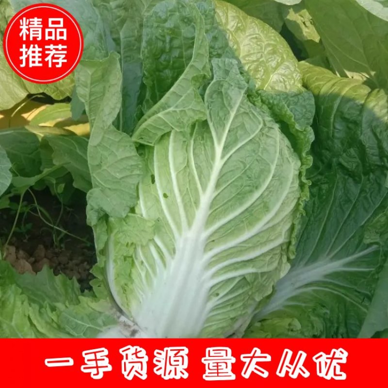 河南南阳黄心白菜，产地直发，量大从优，可视频看货