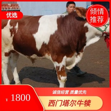 黄牛犊体躯丰满、增重快、饲料利用率高、肉质口感好