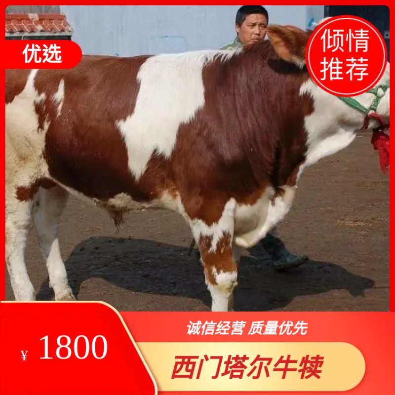 黄牛犊体躯丰满、增重快、饲料利用率高、肉质口感好