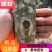 沉香树苗奇楠沉香树苗基地批发奇楠沉香：黑油霸一代精品苗