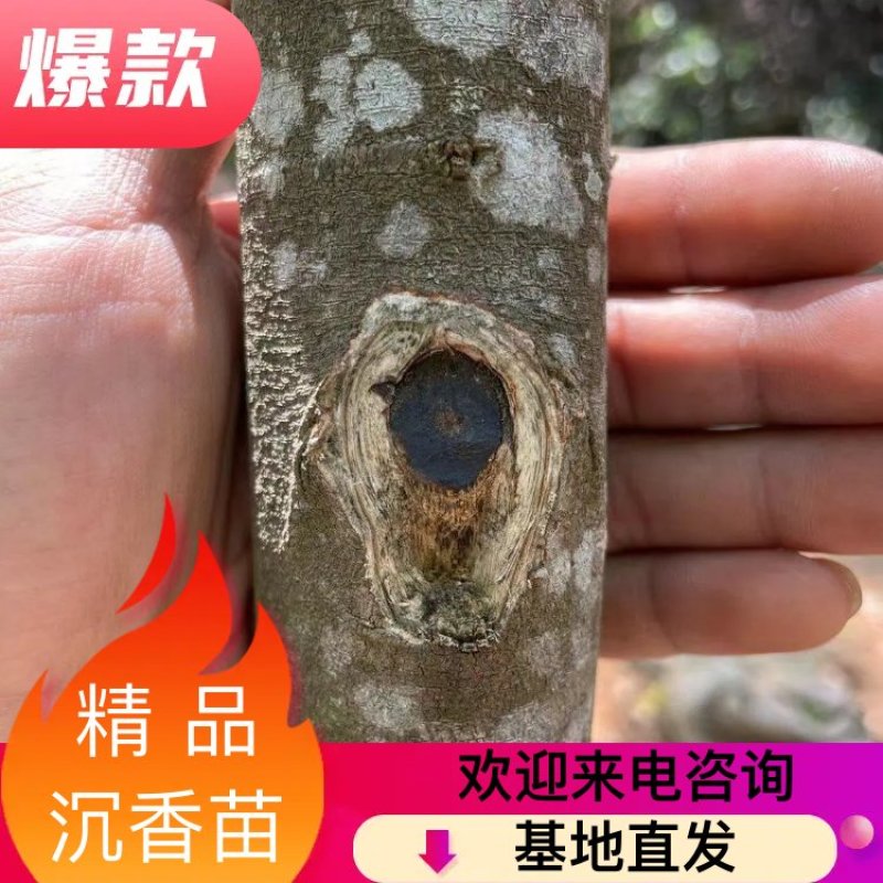 沉香树苗奇楠沉香树苗基地批发奇楠沉香：黑油霸一代精品苗
