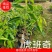 奇楠沉香虎斑棋一代苗，二代苗沉香树苗奇楠沉香树苗基地批发