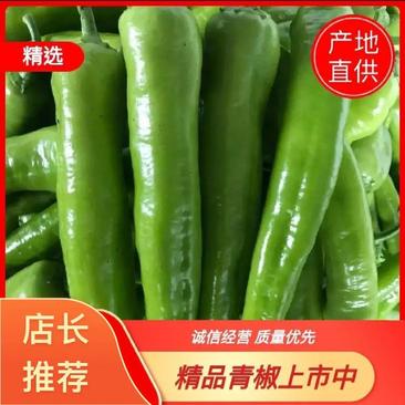 【绿皮尖椒】黄皮尖椒，太空椒，螺丝椒，一手货源，产地直销
