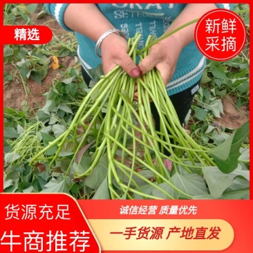 脱毒西瓜红红薯苗(普薯32)，冷棚扩繁，根粗苗壮，易成活