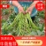 脱毒西瓜红红薯苗(普薯32)，冷棚扩繁，根粗苗壮，易成活