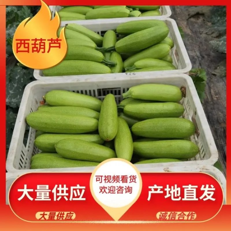 聊城精品西葫芦大量上市中现摘现发对接全国品质保证