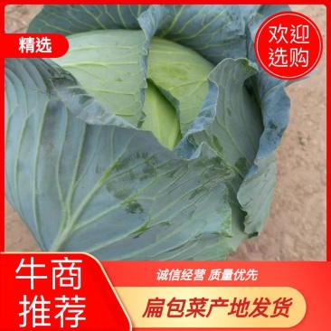 优质扁包菜，各种规格甘蓝，质优量大欢迎各地客商订购
