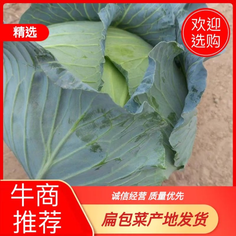 优质扁包菜，各种规格甘蓝，质优量大欢迎各地客商订购