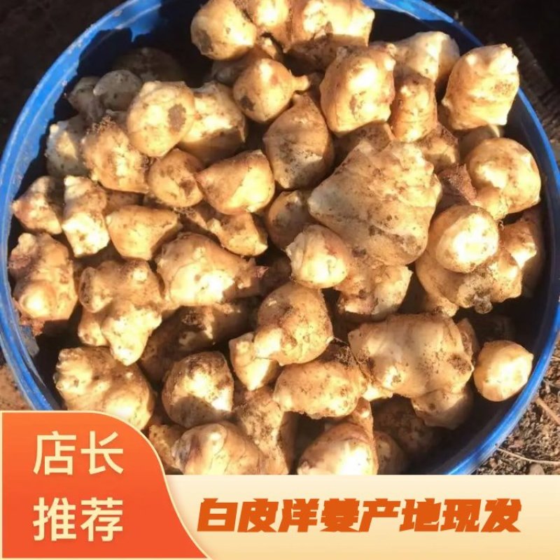 洋姜白皮的，优质量大，有精品，通货，按客欢迎各地客商下单