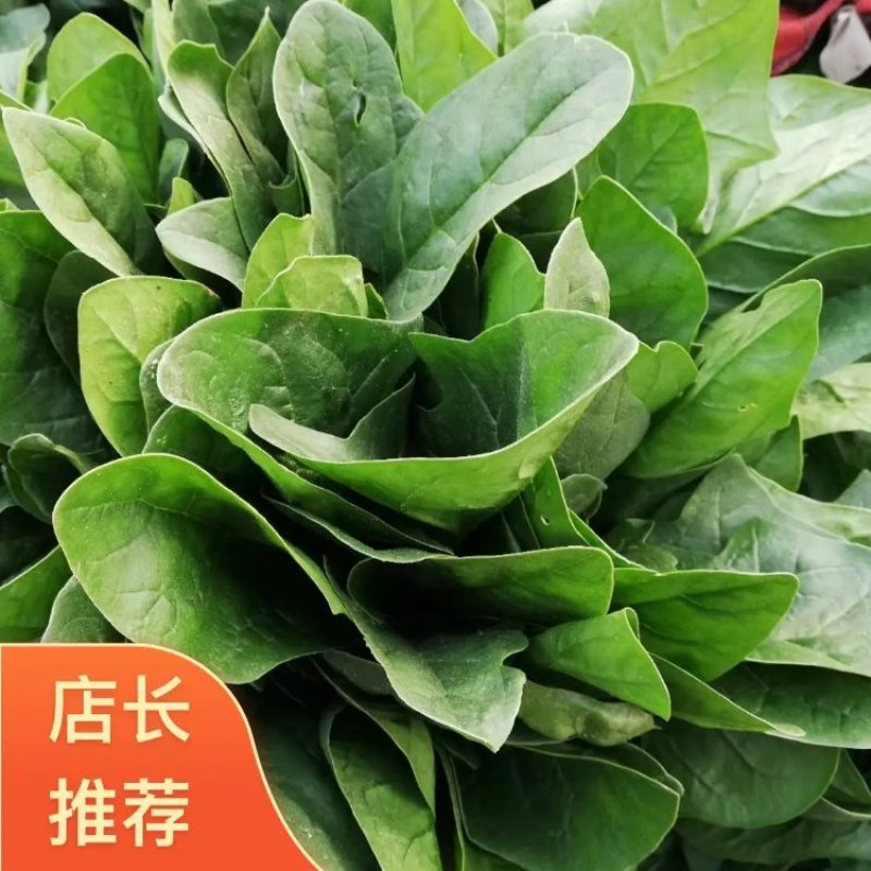 菠菜大叶菠菜精品包装（全国代发）